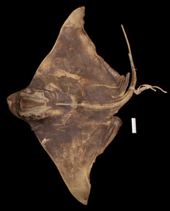 Media type: image;   Ichthyology S-400 Aspect: lateral,description